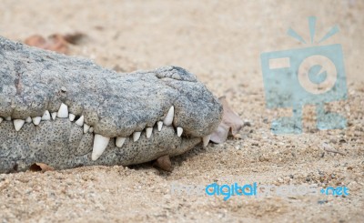 Crocodile Mouth Stock Photo