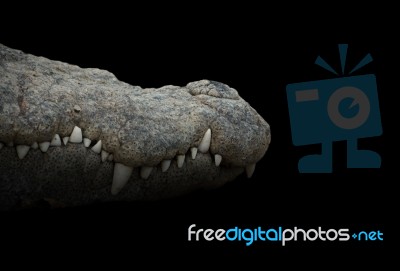 Crocodile Mouth Stock Photo