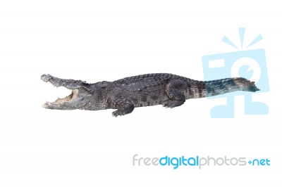 Crocodile Open Mouth Stay Rest On White Background Stock Photo