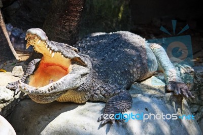 Crocodile Opening Mouth Stock Photo