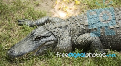 Crocodile Outside Stock Photo