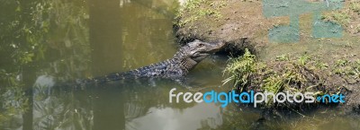 Crocodile Outside Stock Photo