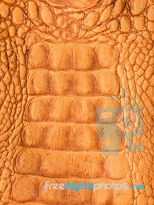 Crocodile Skin Stock Photo