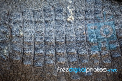 Crocodile Skin Texture Stock Photo