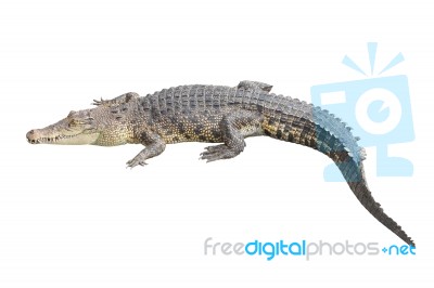 Crocodile Stay Rest On White Background Stock Photo