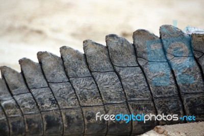 Crocodile Tail Stock Photo