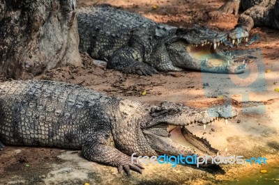 Crocodiles Near The Pond Stock Photo