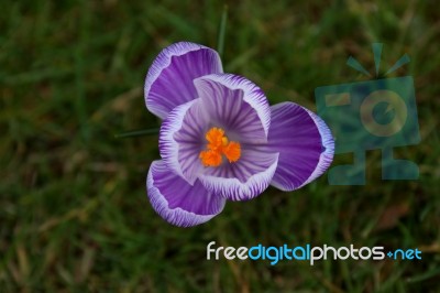 Crocus Stock Photo