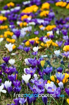 Crocus In Grass Stock Photo