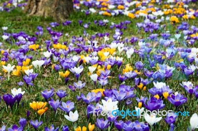 Crocus In Grass Stock Photo