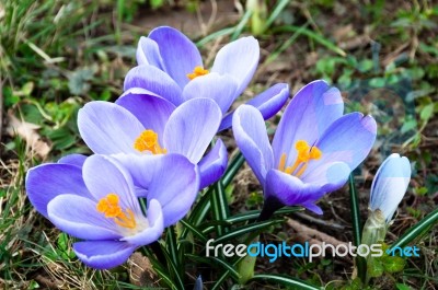 Crocus In Grass Stock Photo