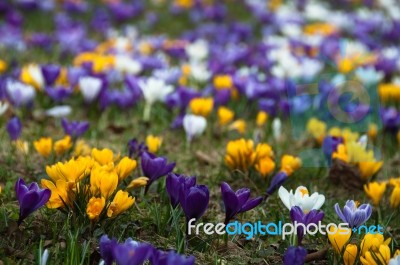 Crocus In Grass Stock Photo