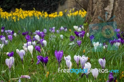 Crocuses Flowering In East Grinstead Stock Photo