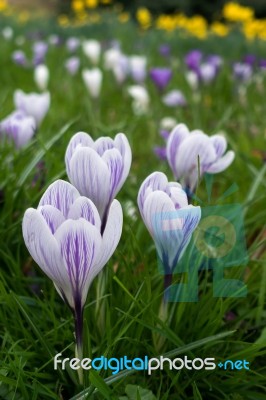 Crocuses Flowering In East Grinstead Stock Photo