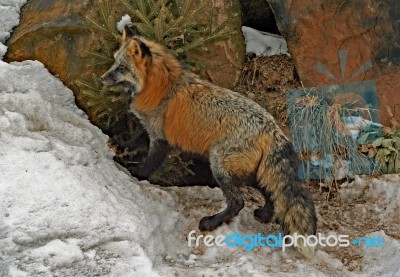 Cross Fox Stock Photo