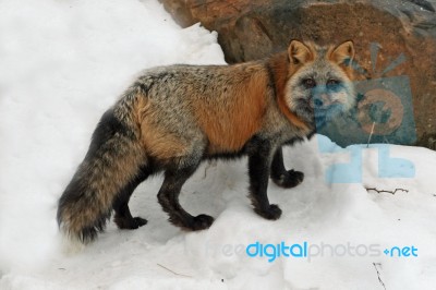 Cross Fox Stock Photo