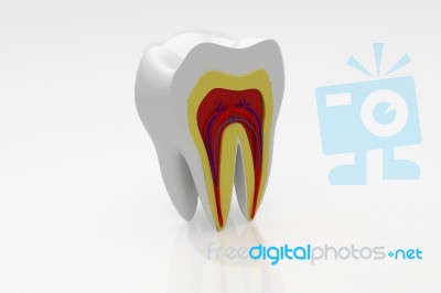 Cross Section Of Teeth Stock Image