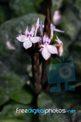 Crossandra Guineensis Stock Photo