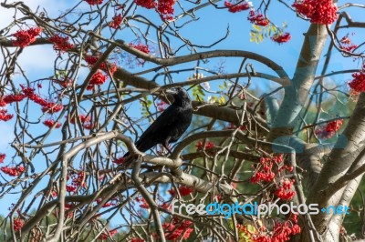 Crow (corvus) In A Rowan Tree Stock Photo