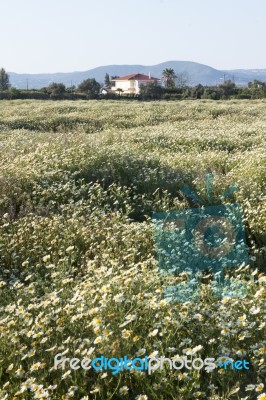 Crown Daisies In The Countryside Stock Photo