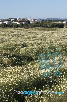 Crown Daisies In The Countryside Stock Photo