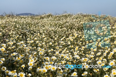 Crown Daisies In The Countryside Stock Photo