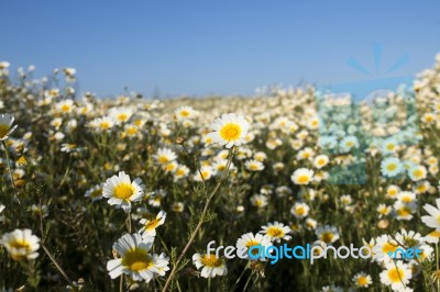 Crown Daisies In The Countryside Stock Photo