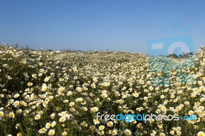 Crown Daisies In The Countryside Stock Photo