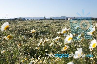 Crown Daisies In The Countryside Stock Photo