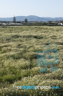 Crown Daisies In The Countryside Stock Photo