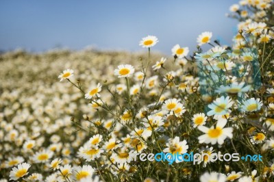 Crown Daisies In The Countryside Stock Photo