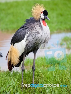 Crowned Crane Stock Photo