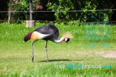 Crowned  Crane Seeking For Food In Grassland Stock Photo