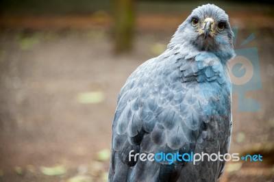 Crowned Solitary Eagle, Puerto Iguazu, South America Stock Photo