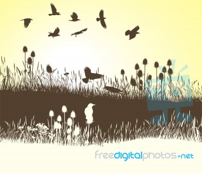 Crows On The Meadow Stock Image