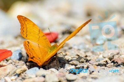 Cruiser Butterfly With Orange Feeding On The Ground Stock Photo