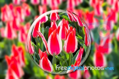 Crystal Ball With Red-white Tulips In Flowers Field Stock Photo