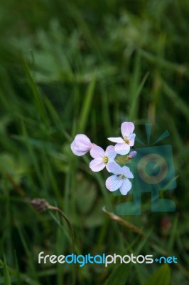 Cuckoo Flower (cardamine Pretensis) Stock Photo