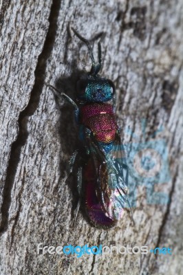 Cuckoo Wasp (chrysis Lusitanica) Stock Photo