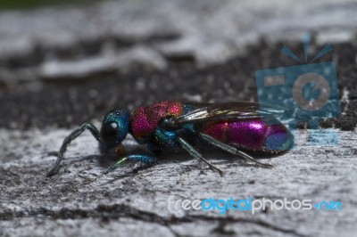 Cuckoo Wasp (chrysis Lusitanica) Stock Photo