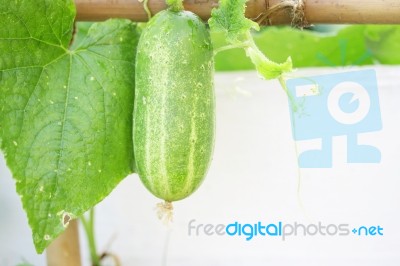 Cucumber Stock Photo