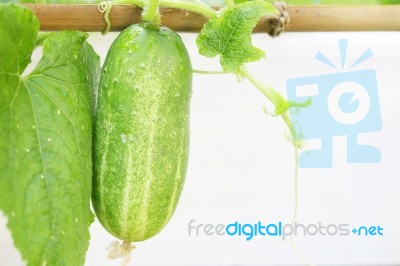 Cucumber Stock Photo