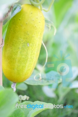 Cucumber Planting Stock Photo