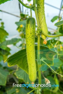 Cucumbers In The Garden Stock Photo