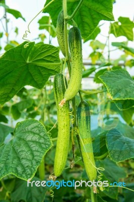 Cucumbers In The Garden Stock Photo