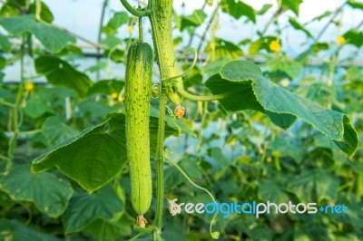 Cucumbers In The Garden Stock Photo