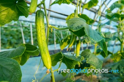 Cucumbers In The Garden Stock Photo