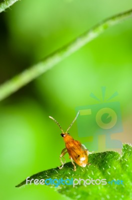 Cucurbit Leaf Beetle Or Aulacophora Indica Stock Photo