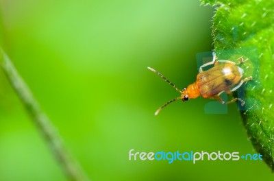 Cucurbit Leaf Beetle Or Aulacophora Indica Stock Photo