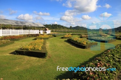 Cultivate Flower Garden Stock Photo